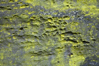 Sulphur dust lichen