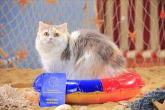 British longhair cat