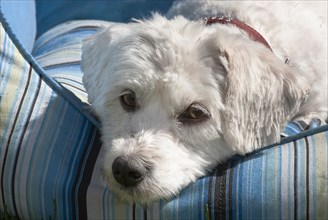 Havanese dog portrait