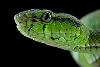 Sumatran Pit Viper