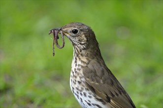 Song thrush