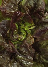 French lettuce called Rougette