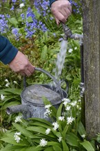Gardener filling metal watering can from garden tap