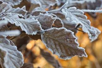 Hard frost on golden brown beech leaves on a cold winter morning in December