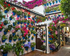 Many red geraniums in blue flower pots on the house wall