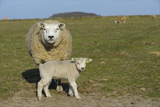 Texel sheep and lamb