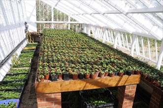 Bedding plant cuttings in large traditional Victorian greenhouse