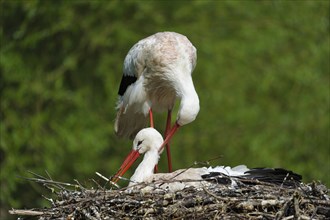 White stork