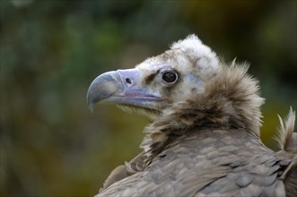 Black vulture