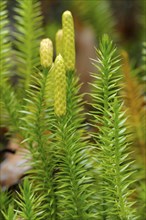 Sprouting Lycopodium