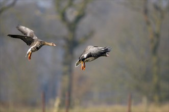 White-fronted goose