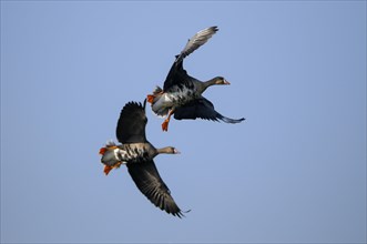 White-fronted goose