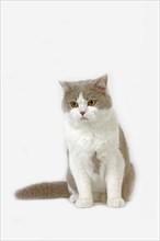 Purple and white British shorthair domestic cat