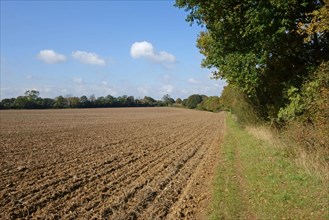 Newly drilled minimally cultivated seedbed for cereal crop with trees changing to autumn colours