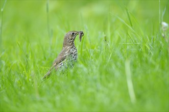 Song thrush