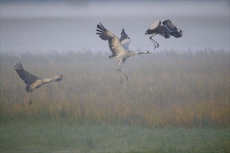 Cranes
