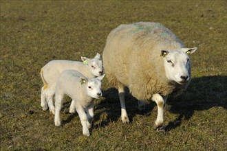 Texel sheep and lambs