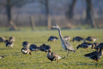 Greater white-fronted goose