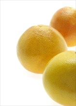 GRAPEFRUIT citrus grandis against white background