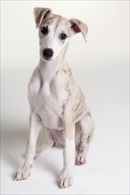 Whippet