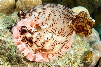 Nudibranch with clutch
