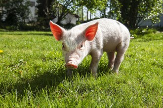 Piglet running in the grass