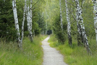 Path through birch forest in moor