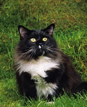 Black and White Maine Coon Domestic Cat Sitting