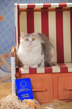 British longhair cat