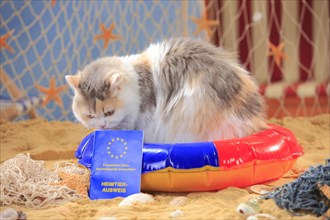 British longhair cat