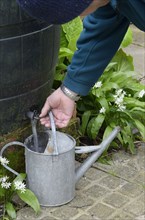 Gardener filling metal watering can from waterbutt