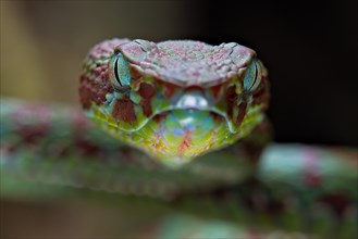 Brown-spotted pit viper