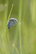 Argus blue butterfly