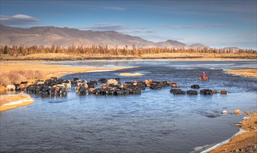 Nomads crossing river with herd of cattle