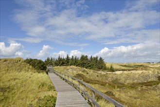 Boardwalk and conifers in the dunes