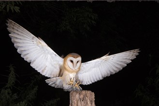 Common barn owl