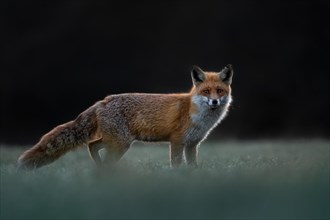 Red fox