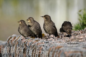 Starling