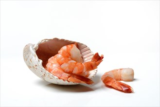 Cooked shrimps in shell