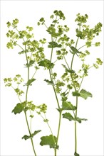 Blossoms of lady's mantle