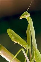 Praying mantis against a green background