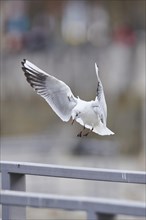 Black-headed gull