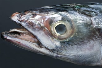 Head of a mackerel