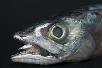 Head of a mackerel