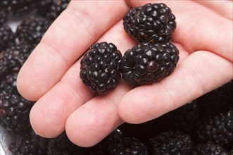 Hand holding blackberries with water drops