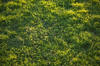 Beautiful green grass background texture in the afternoon sun