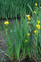 Yellow iris on the bank of a brook