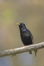 Starling