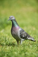 Domestic pigeon