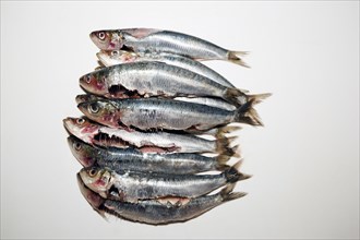 Freshly gutted sardines
